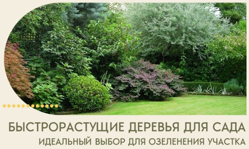 Быстрорастущие деревья для сада идеальный выбор в Мелеузе